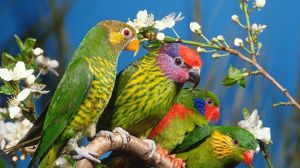 Превью обои попугаи, разноцветный, птицы, ветка