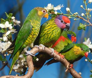 Превью обои попугаи, разноцветный, птицы, ветка