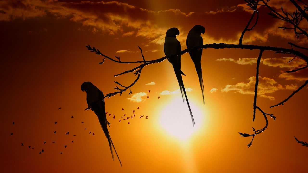 Обои попугаи, ветка, солнце, птицы, сумерки, закат