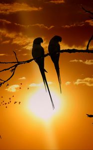 Превью обои попугаи, ветка, солнце, птицы, сумерки, закат