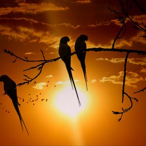 Превью обои попугаи, ветка, солнце, птицы, сумерки, закат
