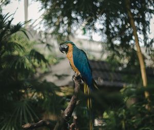 Превью обои попугай, ара, джунгли, пальмы, птица, цветной, тропики