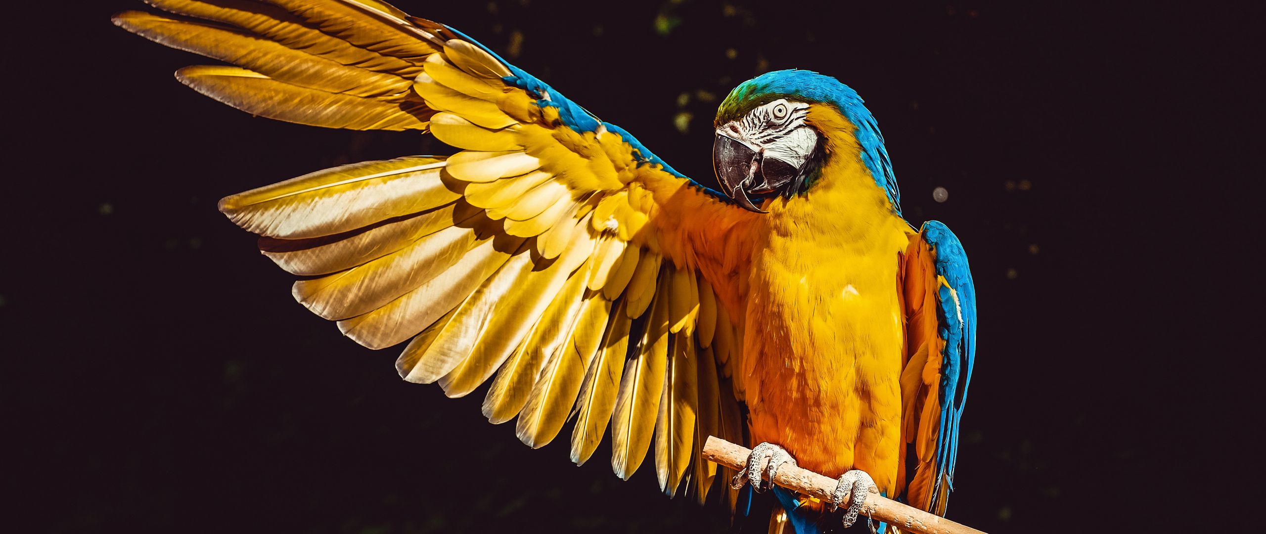 Арт летающего попугая