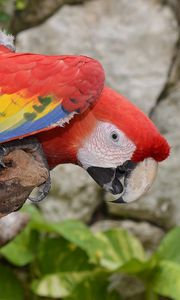 Превью обои попугай, ара, птица, разноцветный