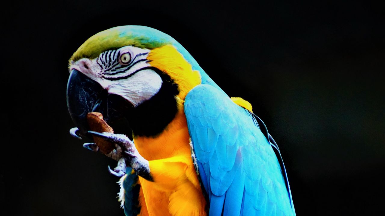 Обои попугай, ара, птица, разноцветный, камень