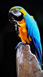 Превью обои попугай, ара, птица, разноцветный, камень