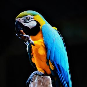 Превью обои попугай, ара, птица, разноцветный, камень
