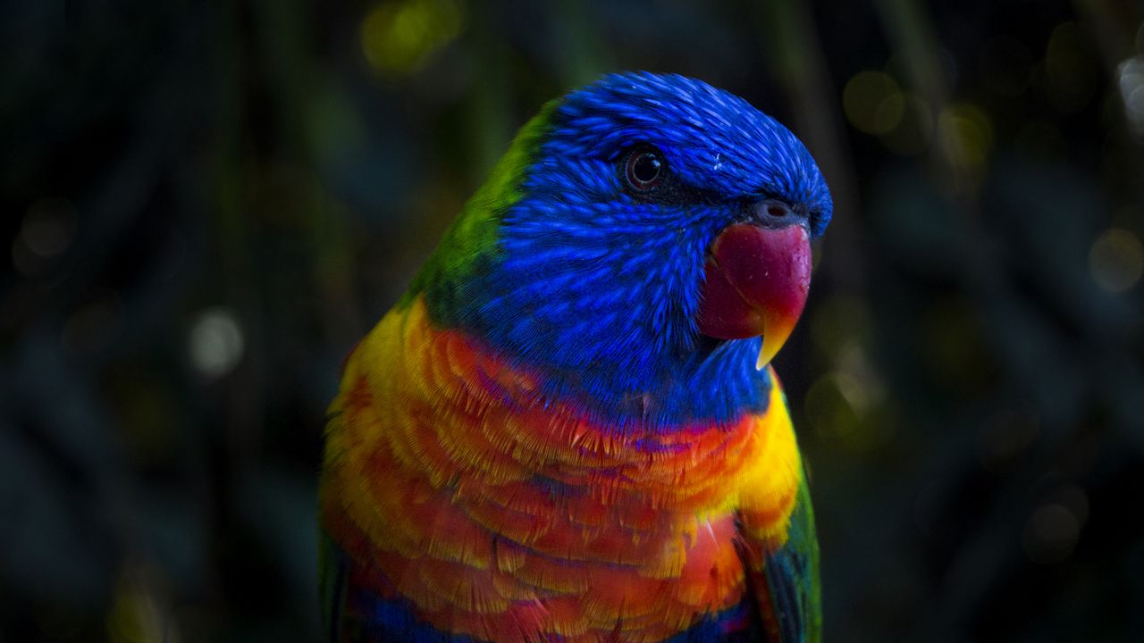 Обои попугай, окрас, разноцветный