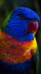 Превью обои попугай, окрас, разноцветный