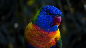 Превью обои попугай, окрас, разноцветный