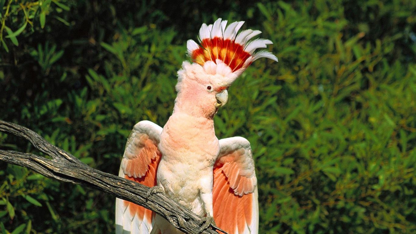 попугаи без перьев