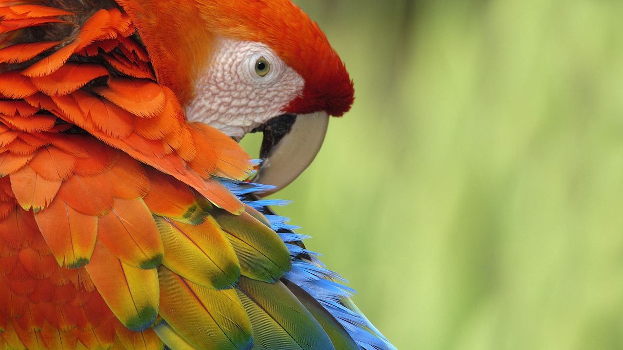 Обои попугай, перья, клюв, разноцветный