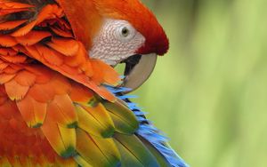 Превью обои попугай, перья, окрас, разноцветный, птица