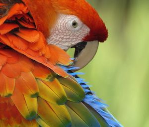 Превью обои попугай, перья, окрас, разноцветный, птица