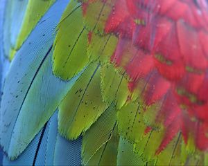 Превью обои попугай, перья, разноцветный, макро