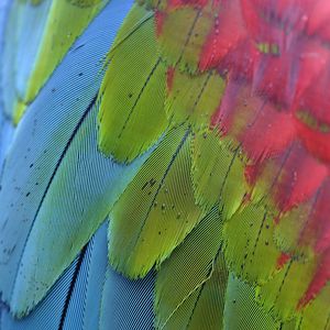 Превью обои попугай, перья, разноцветный, макро