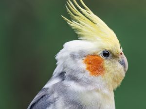 Превью обои попугай, перья, взгляд, макро, животное