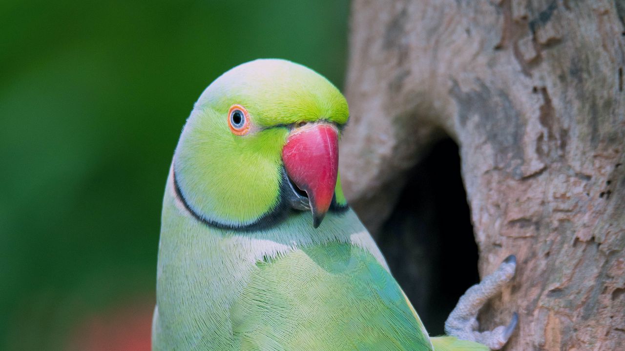 Обои попугай, птица, дерево, зеленый