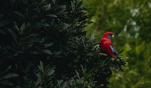 Превью обои попугай, птица, дерево, листья