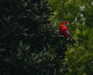 Превью обои попугай, птица, дерево, листья