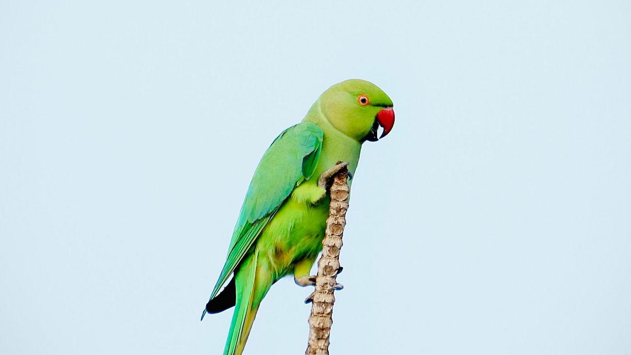 Обои попугай, птица, яркий, зеленый, ветка