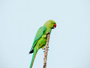 Превью обои попугай, птица, яркий, зеленый, ветка
