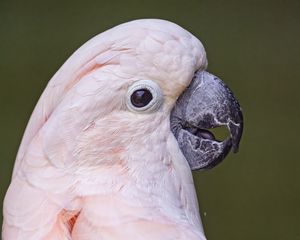 Превью обои попугай, птица, клюв, розовый