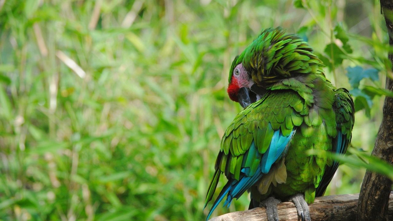Обои попугай, птица, окрас, перья, зеленый