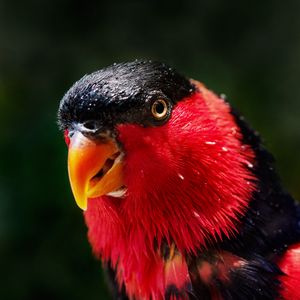 Превью обои попугай, птица, окрас, красный