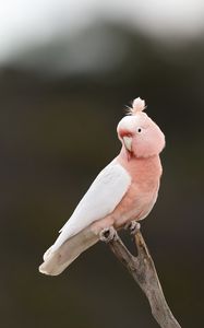 Превью обои попугай, птица, перья, розовый, ветка