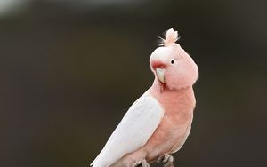 Превью обои попугай, птица, перья, розовый, ветка