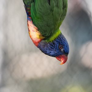 Превью обои попугай, птица, перья, разноцветный
