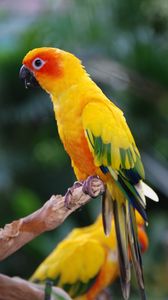 Превью обои попугай, птица, перья, крылья, разноцветный