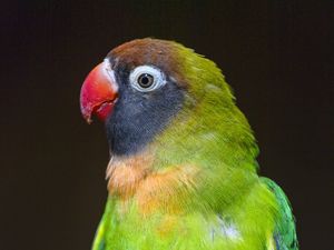 Превью обои попугай, птица, перья, разноцветный, ветка
