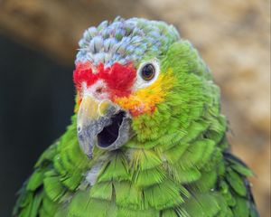 Превью обои попугай, птица, перья, клюв, зеленый