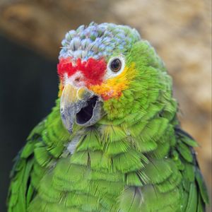 Превью обои попугай, птица, перья, клюв, зеленый