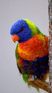 Превью обои попугай, птица, перья, разноцветный, яркий