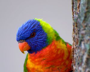 Превью обои попугай, птица, перья, разноцветный, яркий