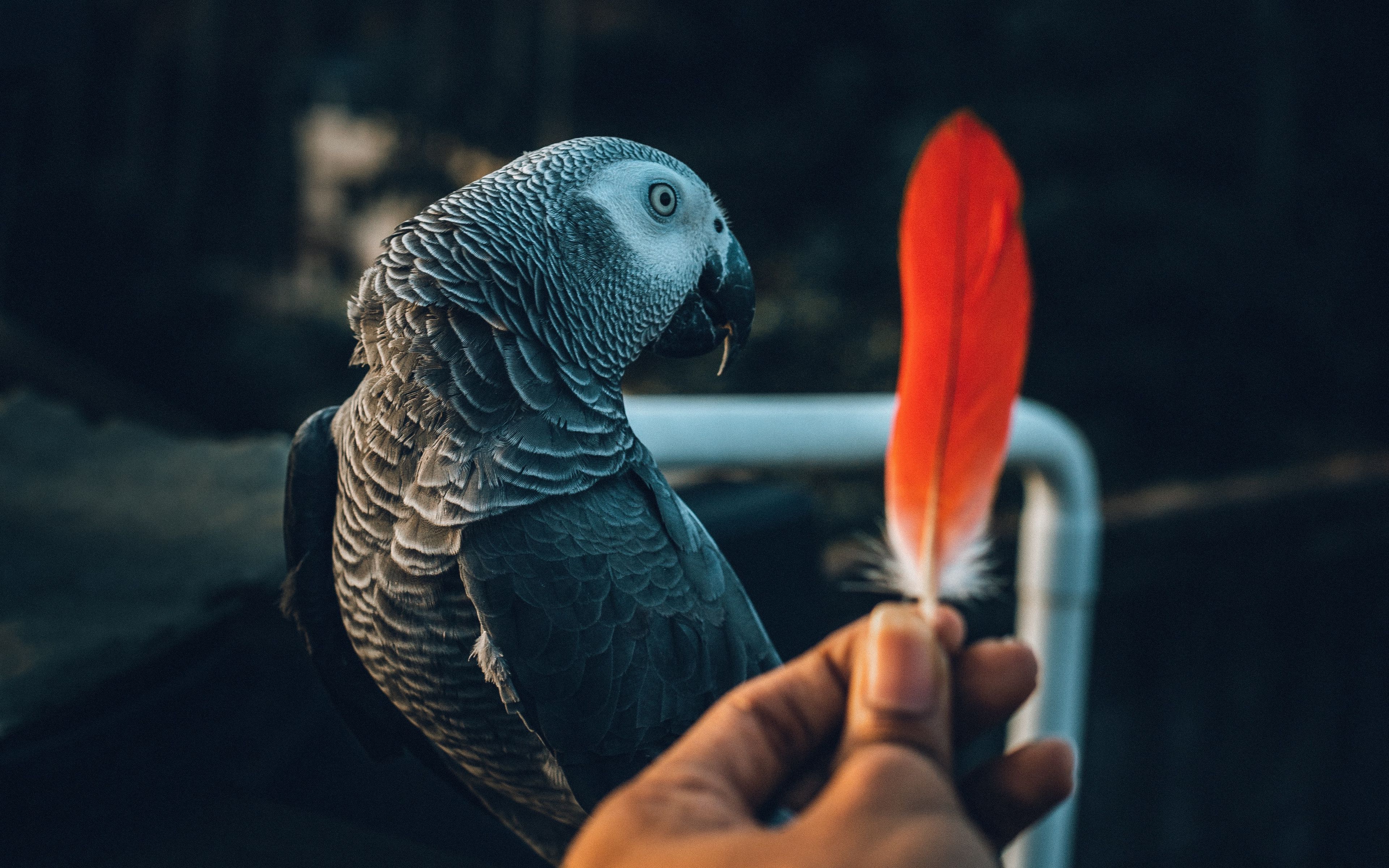 Реклама птиц. Feather попугай. Попугай реклама. Попугай жако jpg. Попугай на руке.