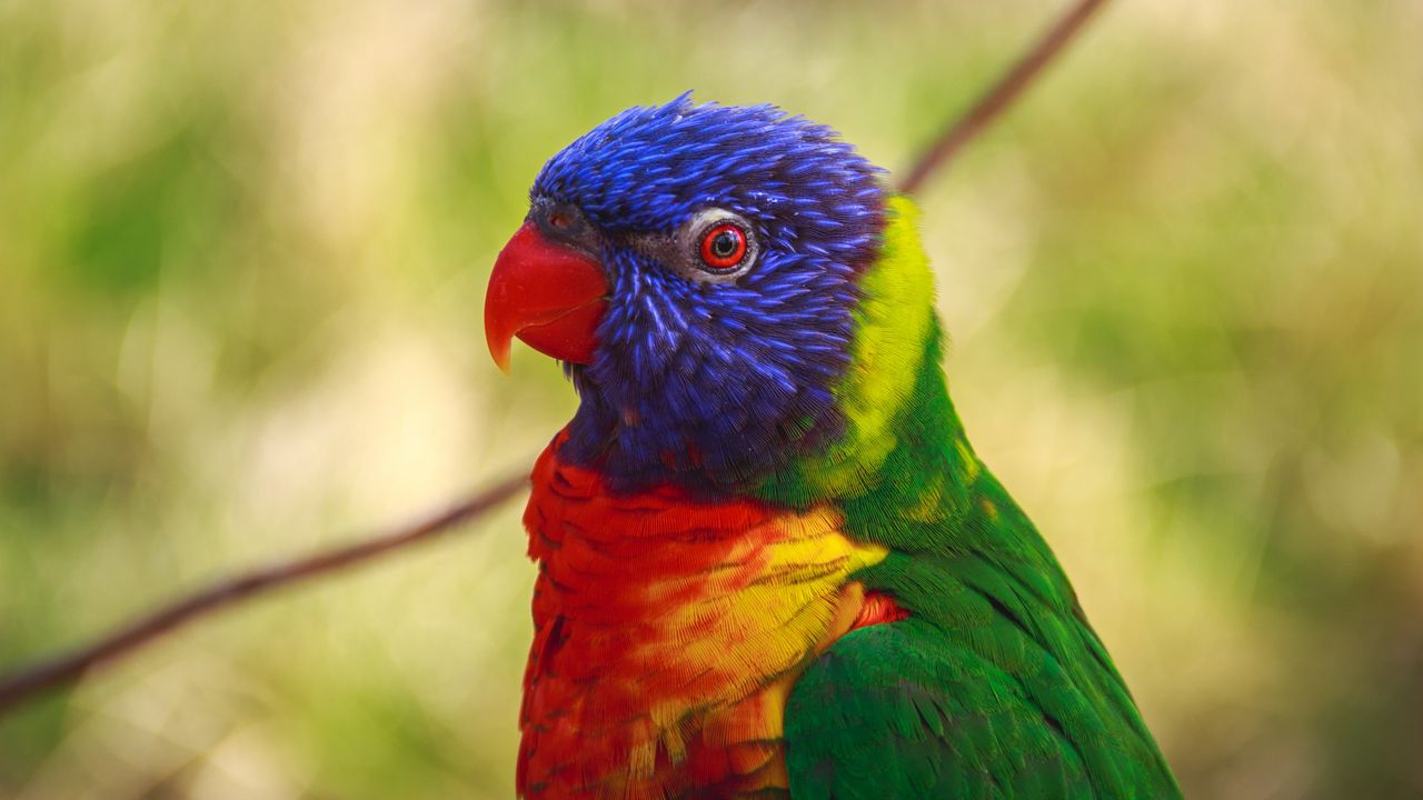Обои попугай, птица, разноцветный