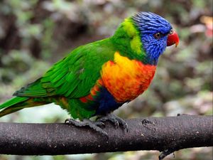 Превью обои попугай, птица, разноцветный