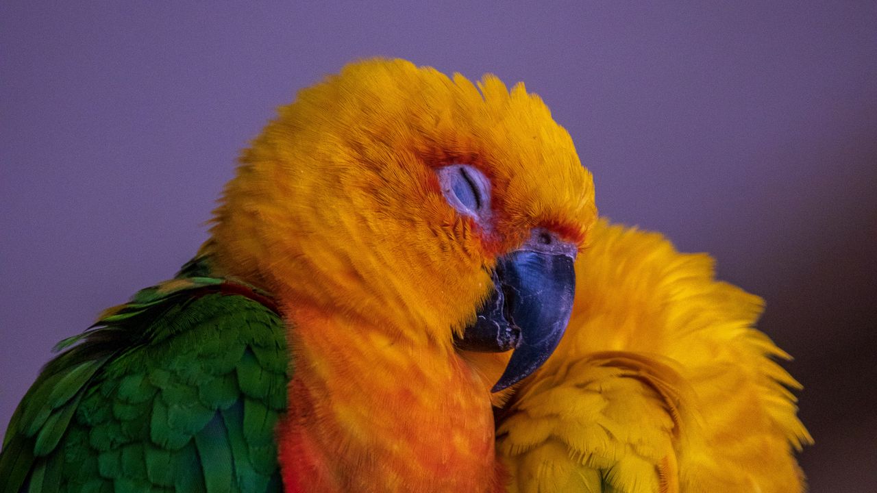 Обои попугай, птица, разноцветный, яркий