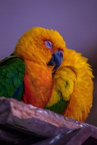 Превью обои попугай, птица, разноцветный, яркий