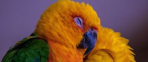 Превью обои попугай, птица, разноцветный, яркий