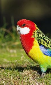 Превью обои попугай, птица, разноцветный, хвост