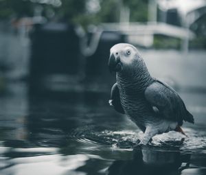 Превью обои попугай, птица, серый, вода