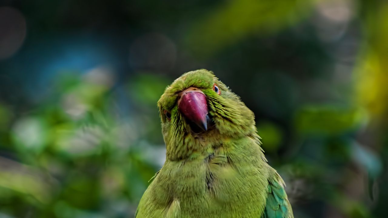 Обои попугай, птица, ветки, зеленый