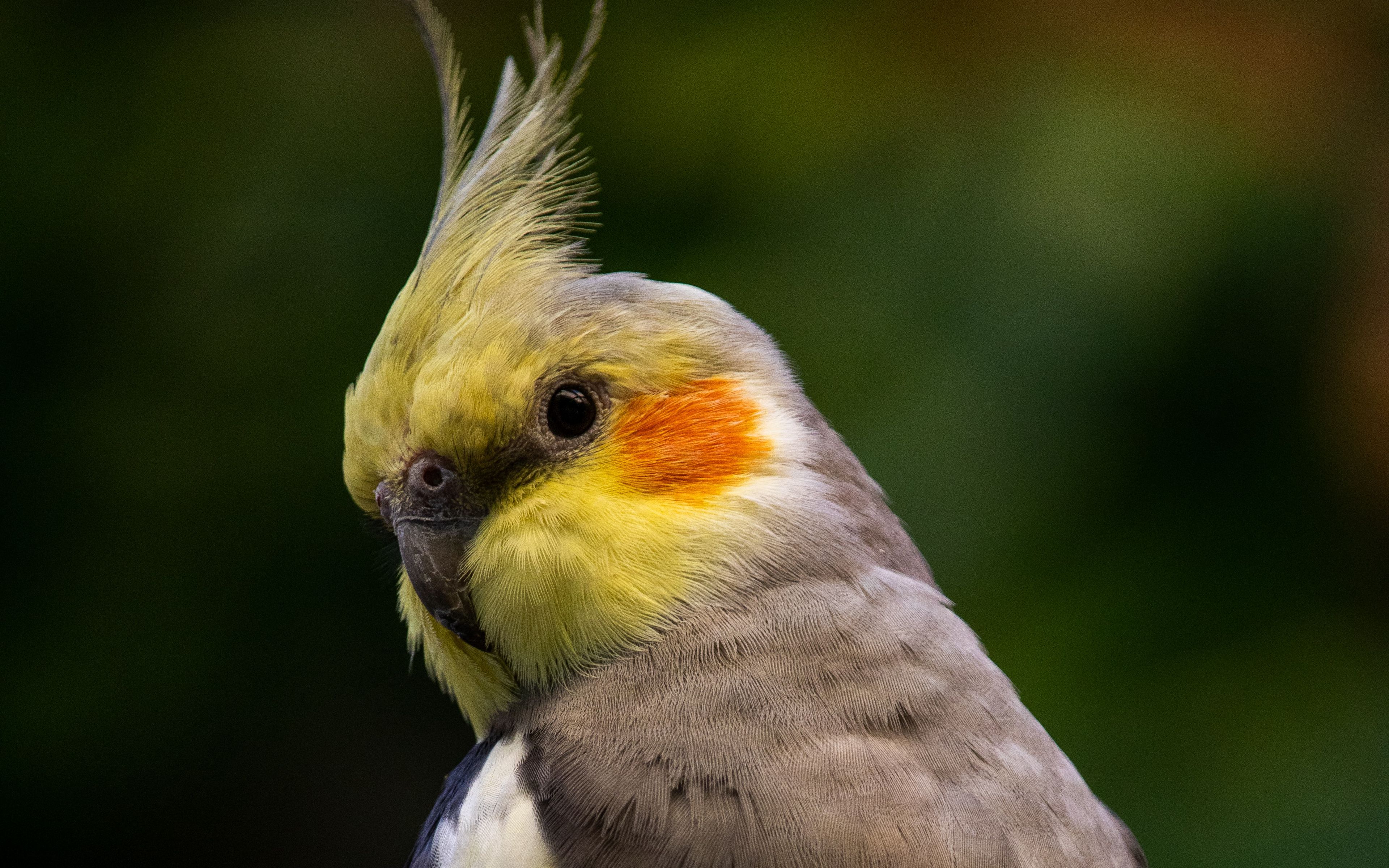 Computer Wallpaper Parrot Cockatiel