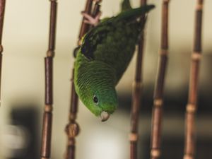 Превью обои попугай, птица, зеленый, клетка
