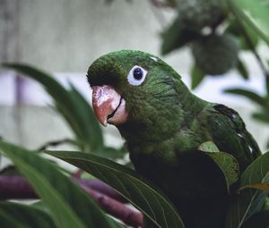 Превью обои попугай, птица, зеленый, листья, клюв